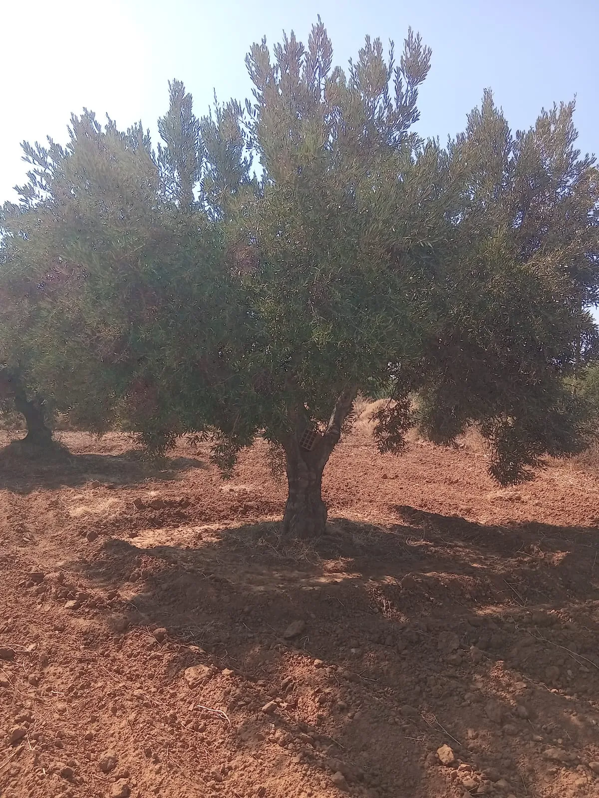 đEnfidha â Terrain Agricole 1,6 ha Productifs avec Oliviers, Studio & Sondage â Prix CHOC !