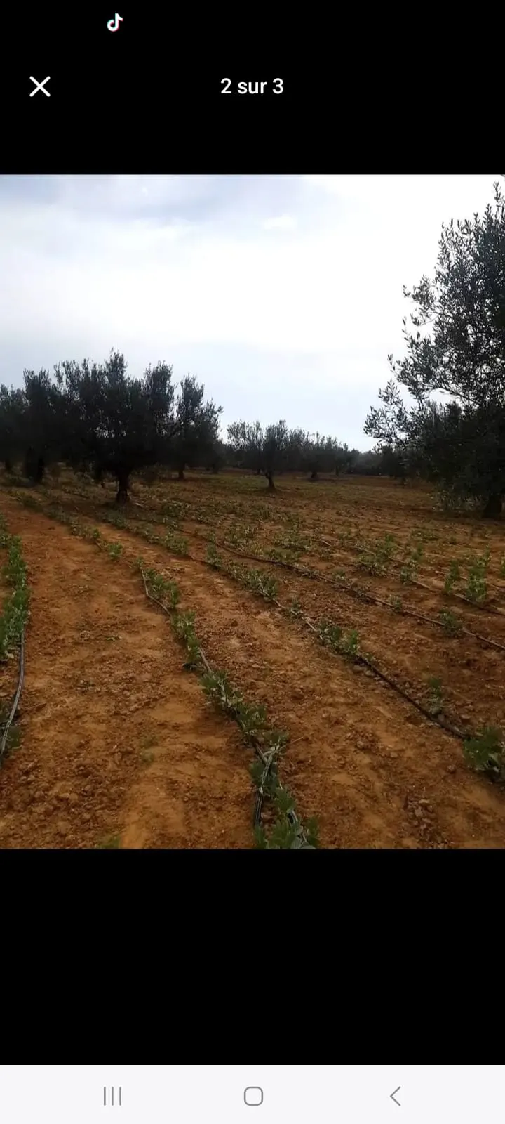 đEnfidha â Terrain Agricole 1,6 ha Productifs avec Oliviers, Studio & Sondage â Prix CHOC !