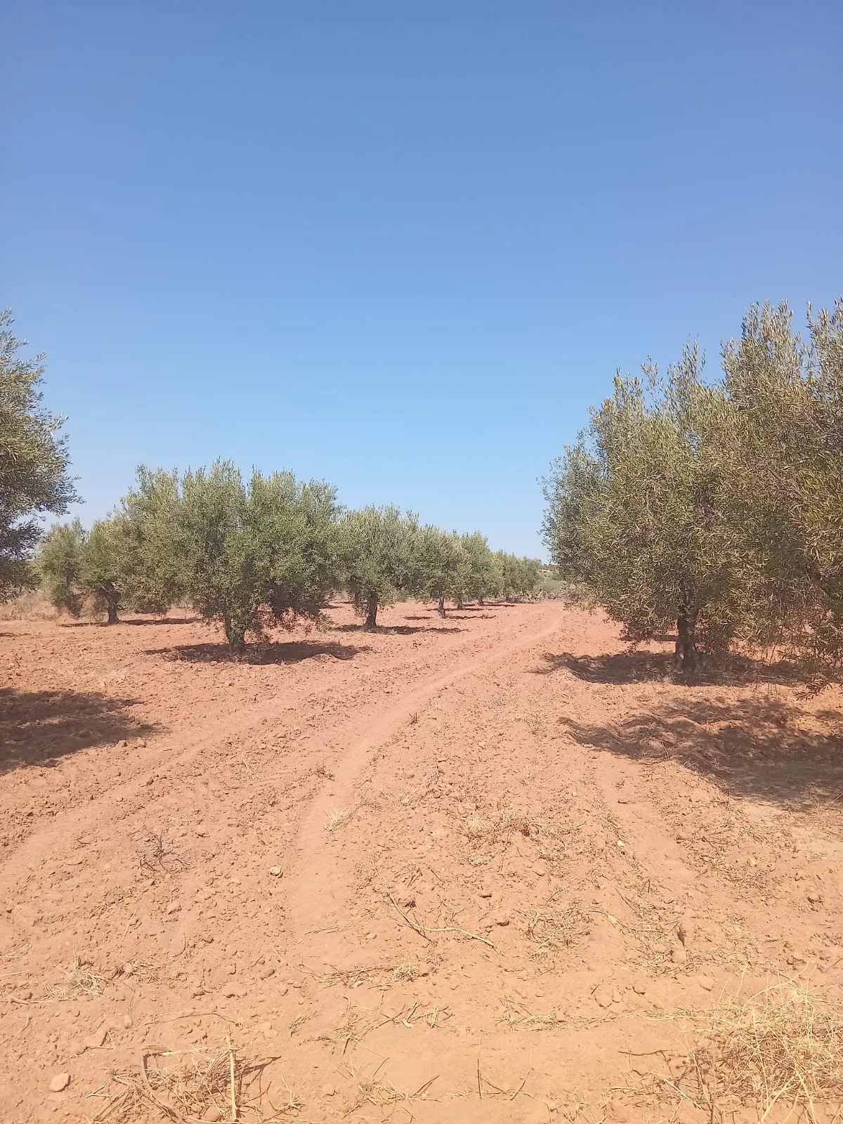 đEnfidha â Terrain Agricole 1,6 ha Productifs avec Oliviers, Studio & Sondage â Prix CHOC !