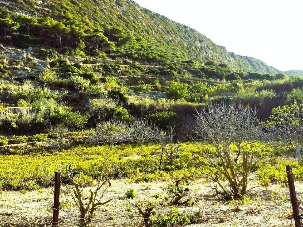 ⛰️ terrain 2500 2 sur les hauteurs de rafraf🏞️