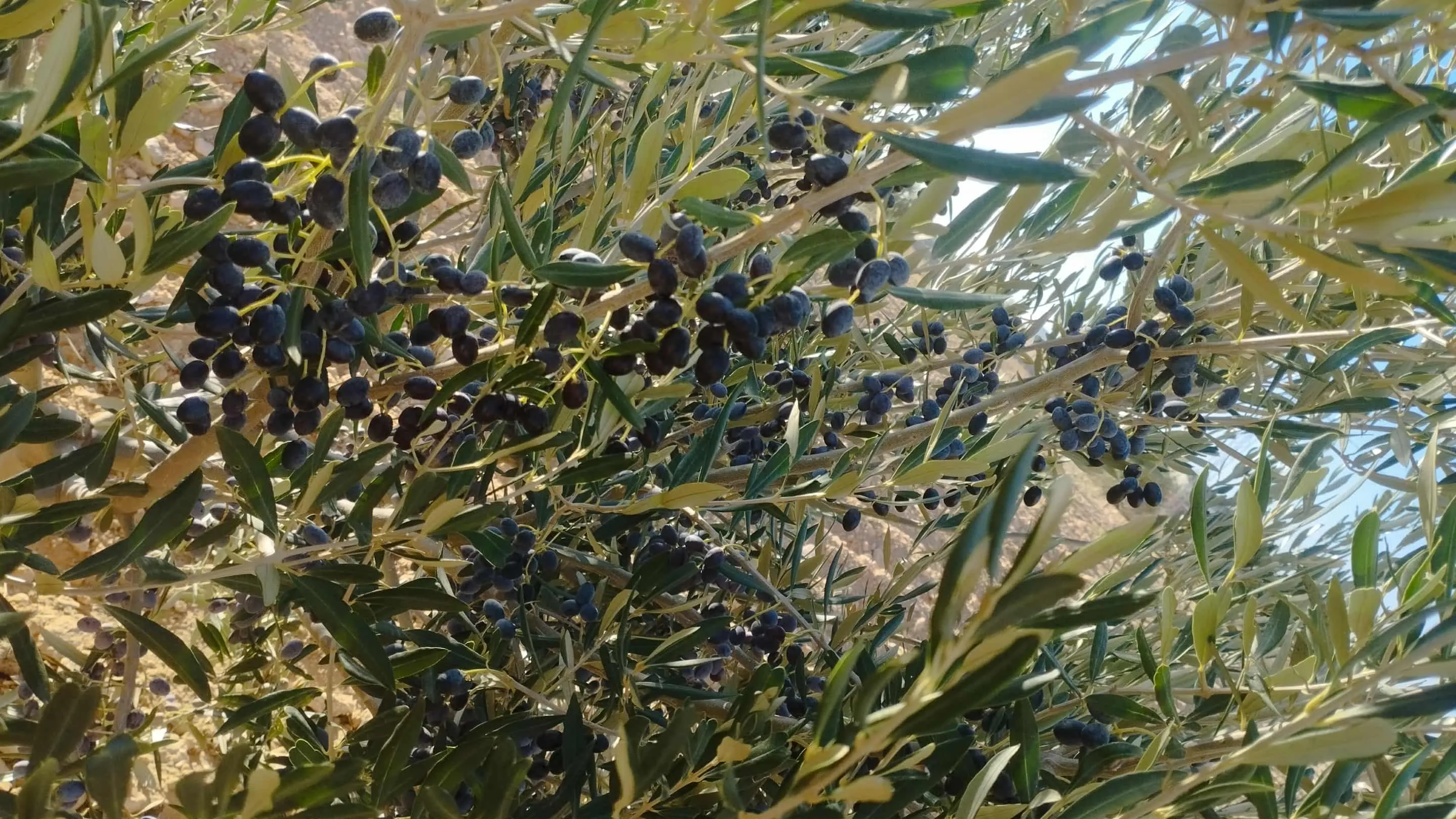 ارض للبيع 9 مراجع a ne pas rater