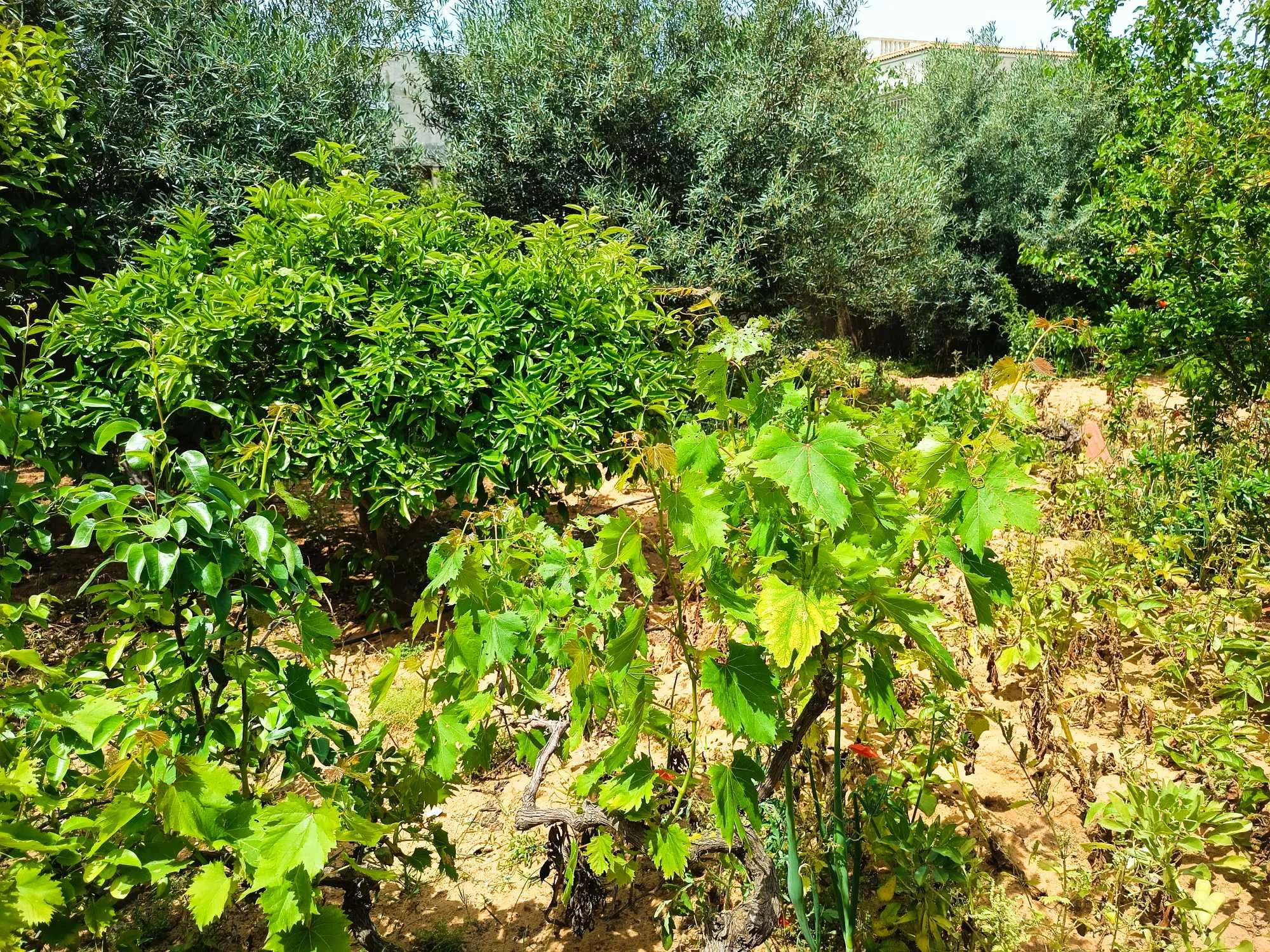 Duplex à vendre à Rafraf plage