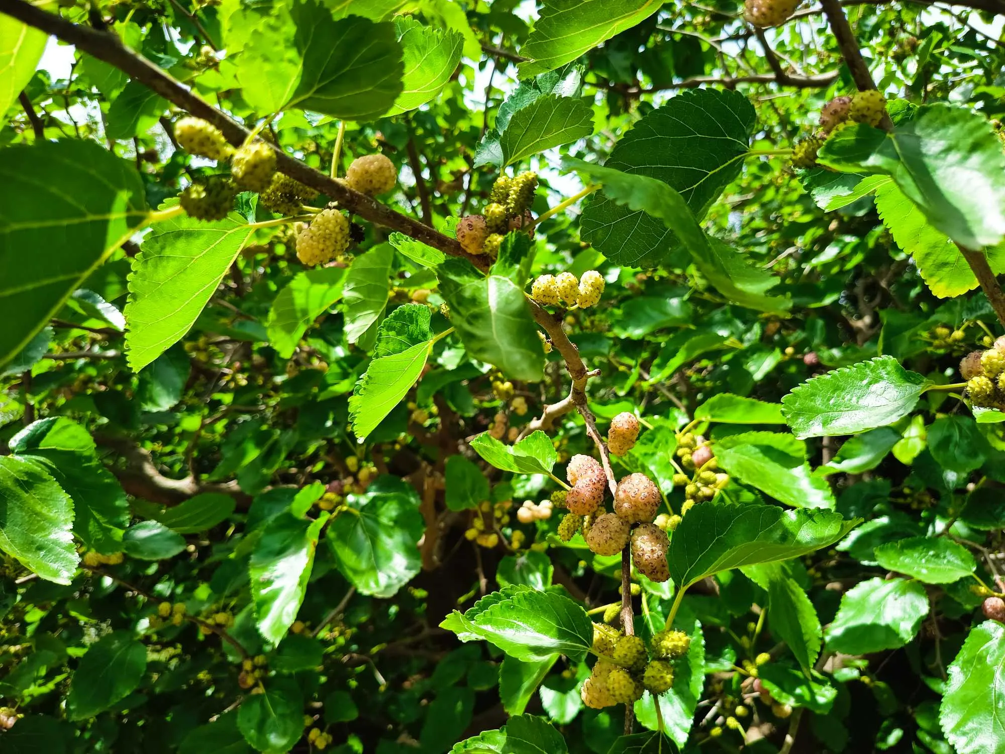 Duplex à vendre à Rafraf plage