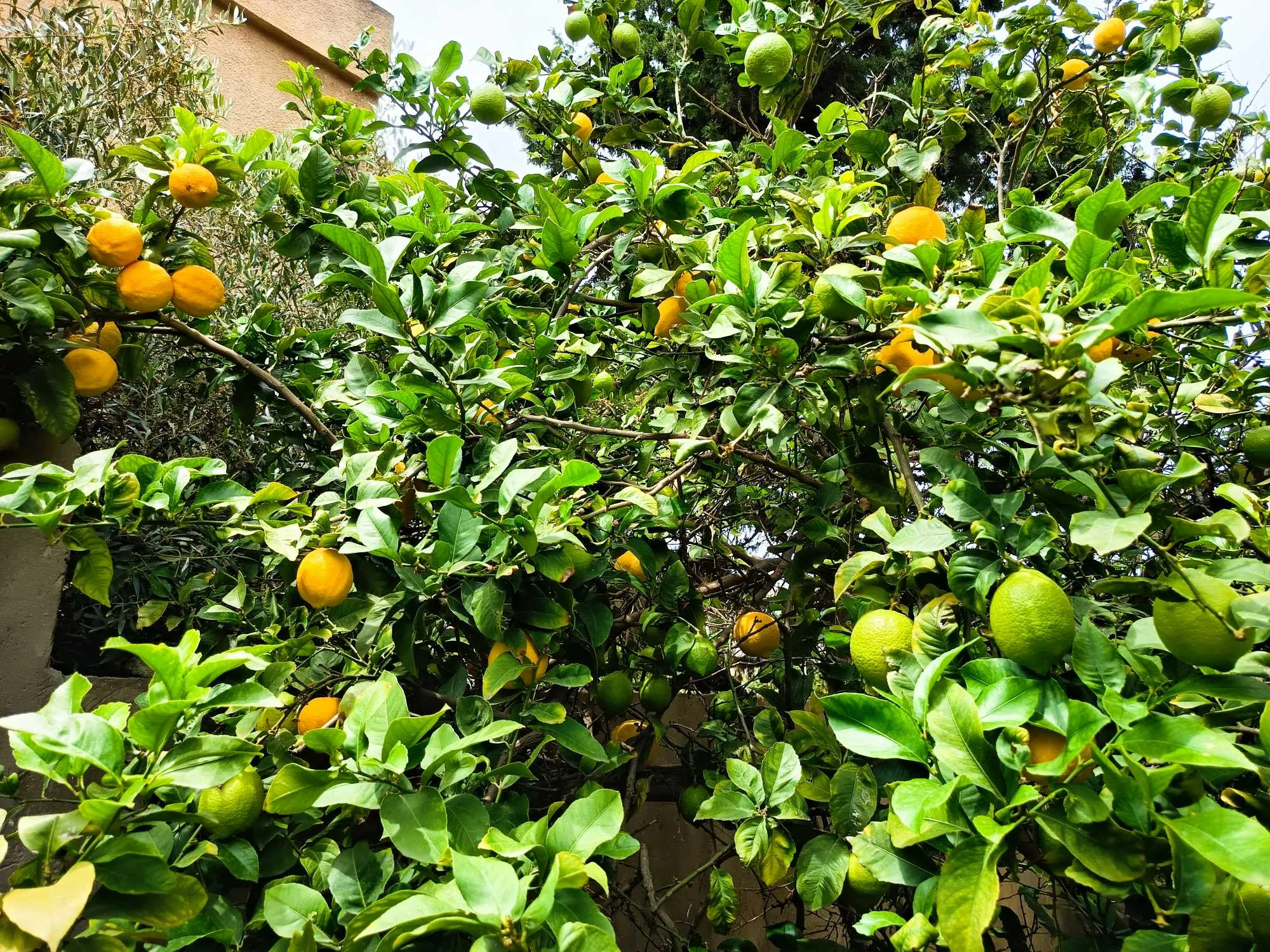 Duplex à vendre à Rafraf plage