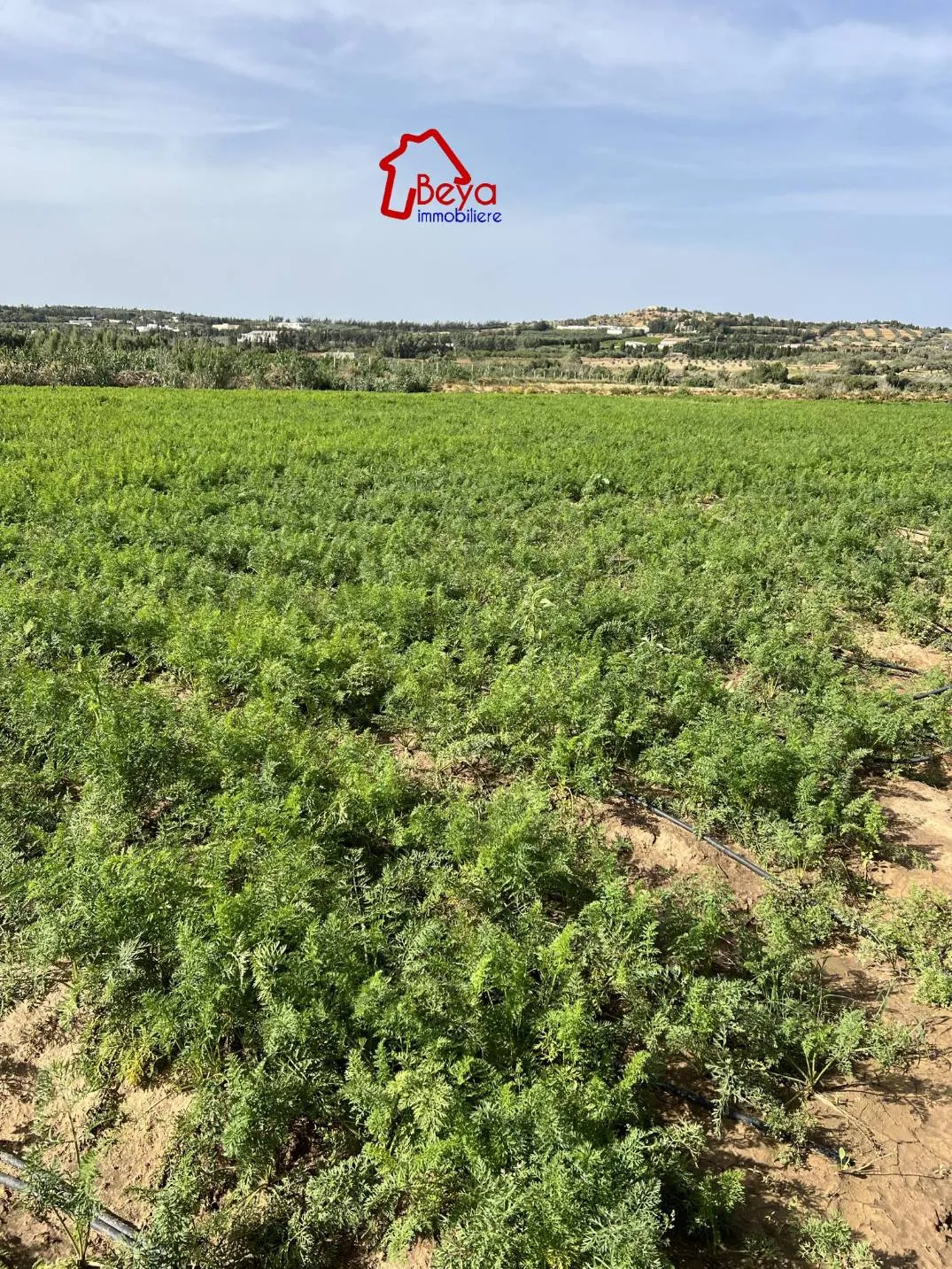2 hectares avec un studio et de l'électricité