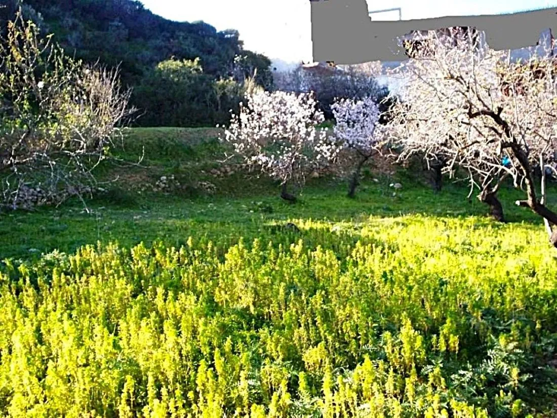 🌄Terrain 600 m2 rafraf plage🏖