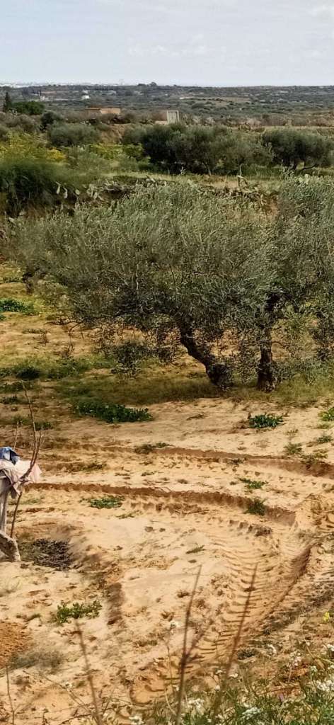 سانية مع زوز باطيمات دجاج