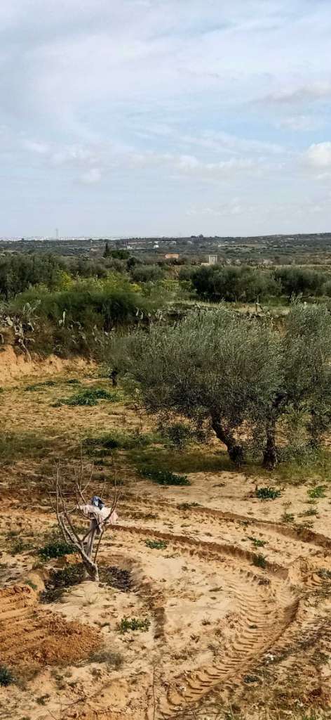 سانية مع زوز باطيمات دجاج