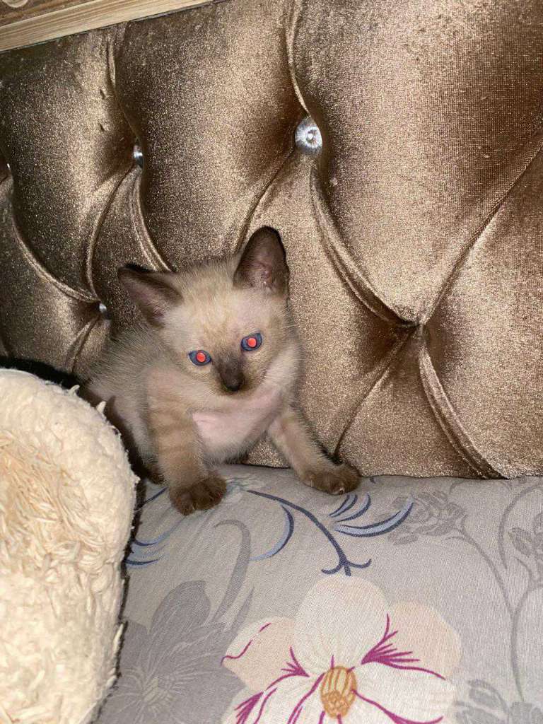 Chat siamois 2moi 58692102