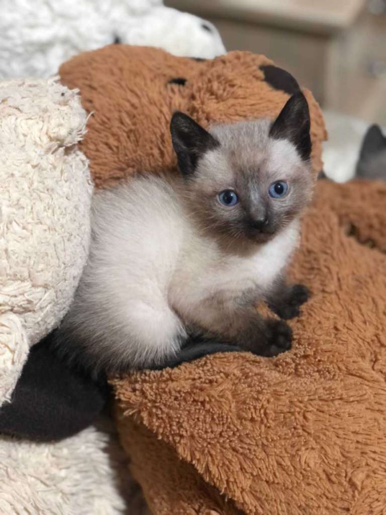 Chat siamois 2moi 58692102