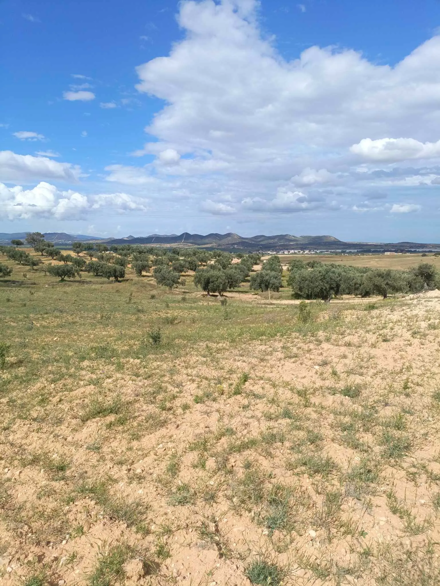 AV terrain de 4100m à zaghouan zriba 