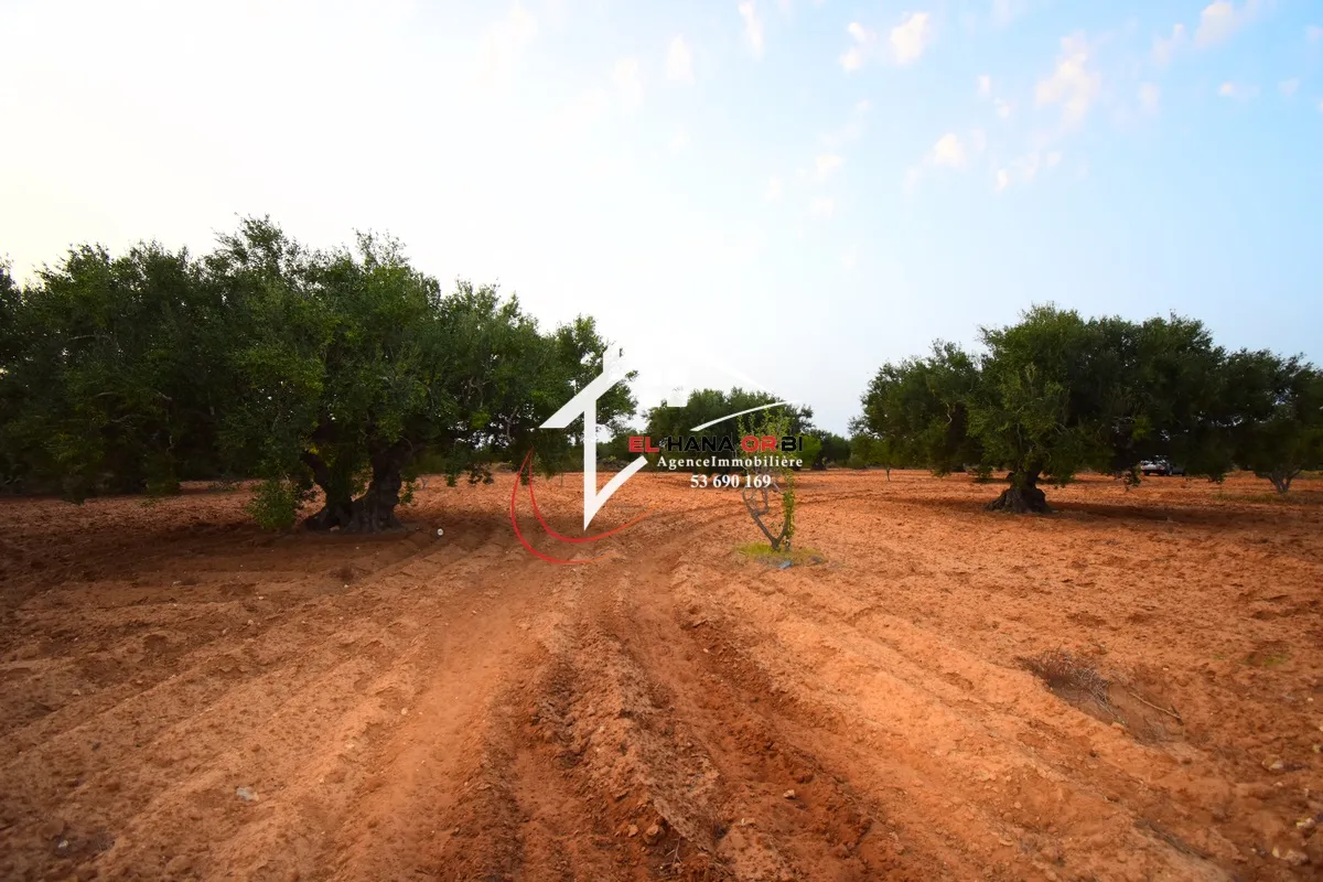 Terrain Agricole à Vendre à bekalta Monestir