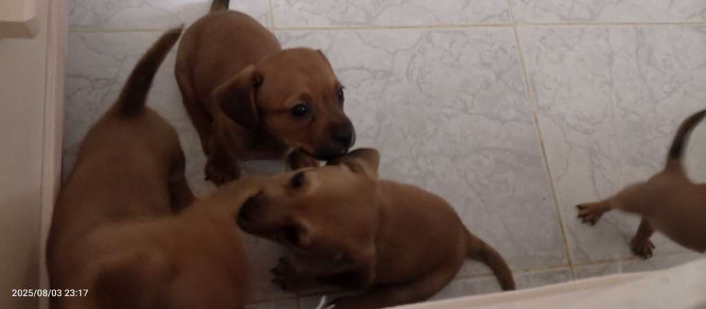 Des chiots dachshund 