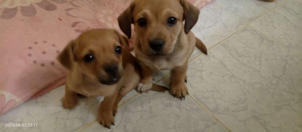 Des chiots dachshund 