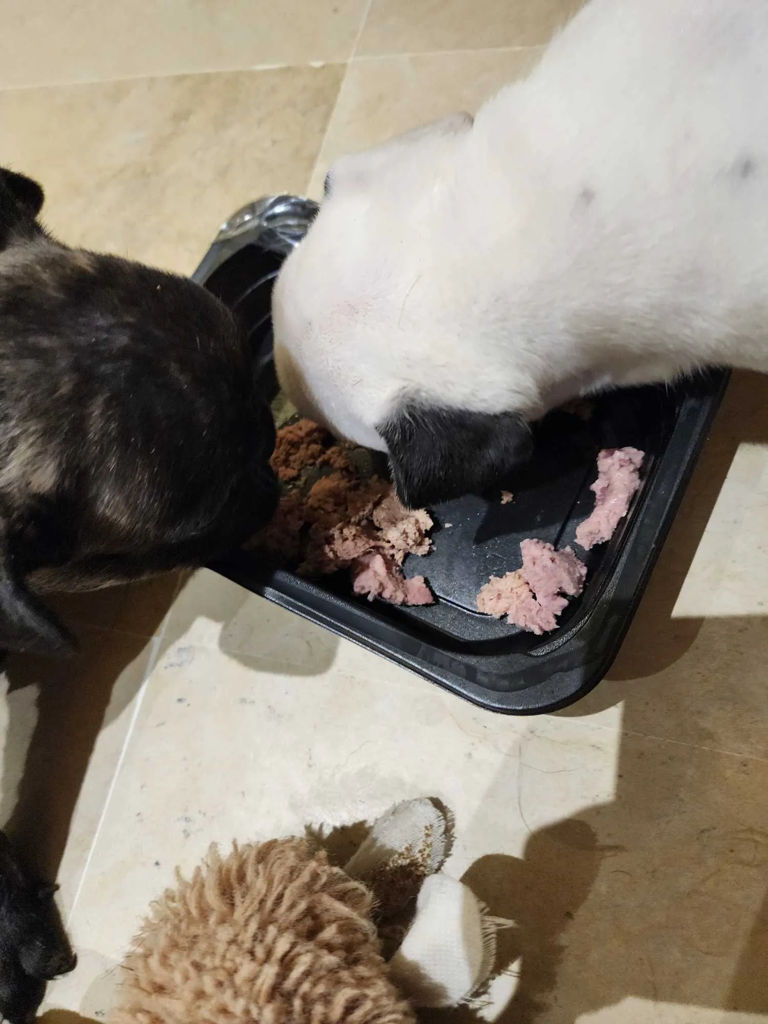 Un tres jolie couple bulldog français 