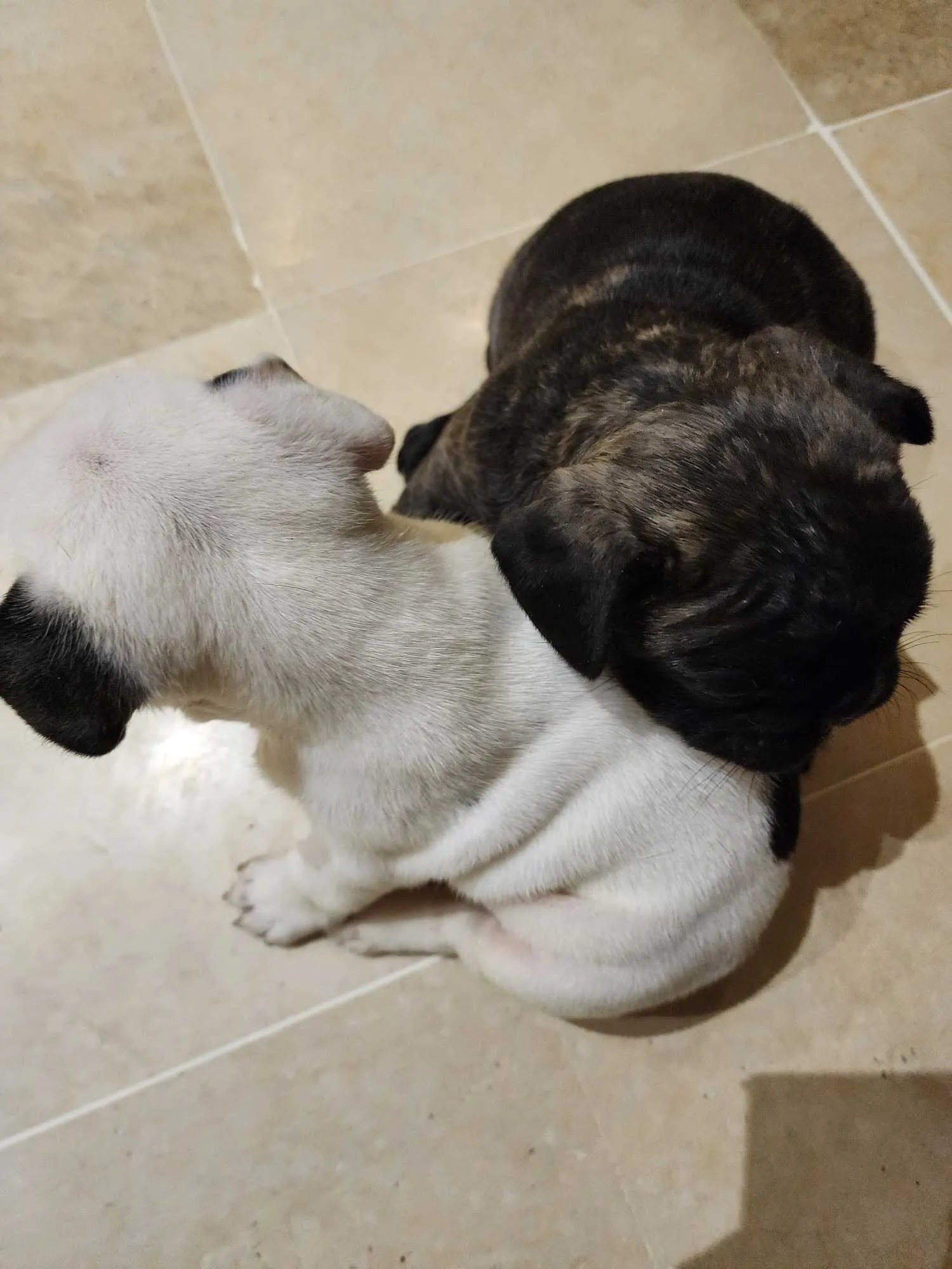 Un tres jolie couple bulldog français 