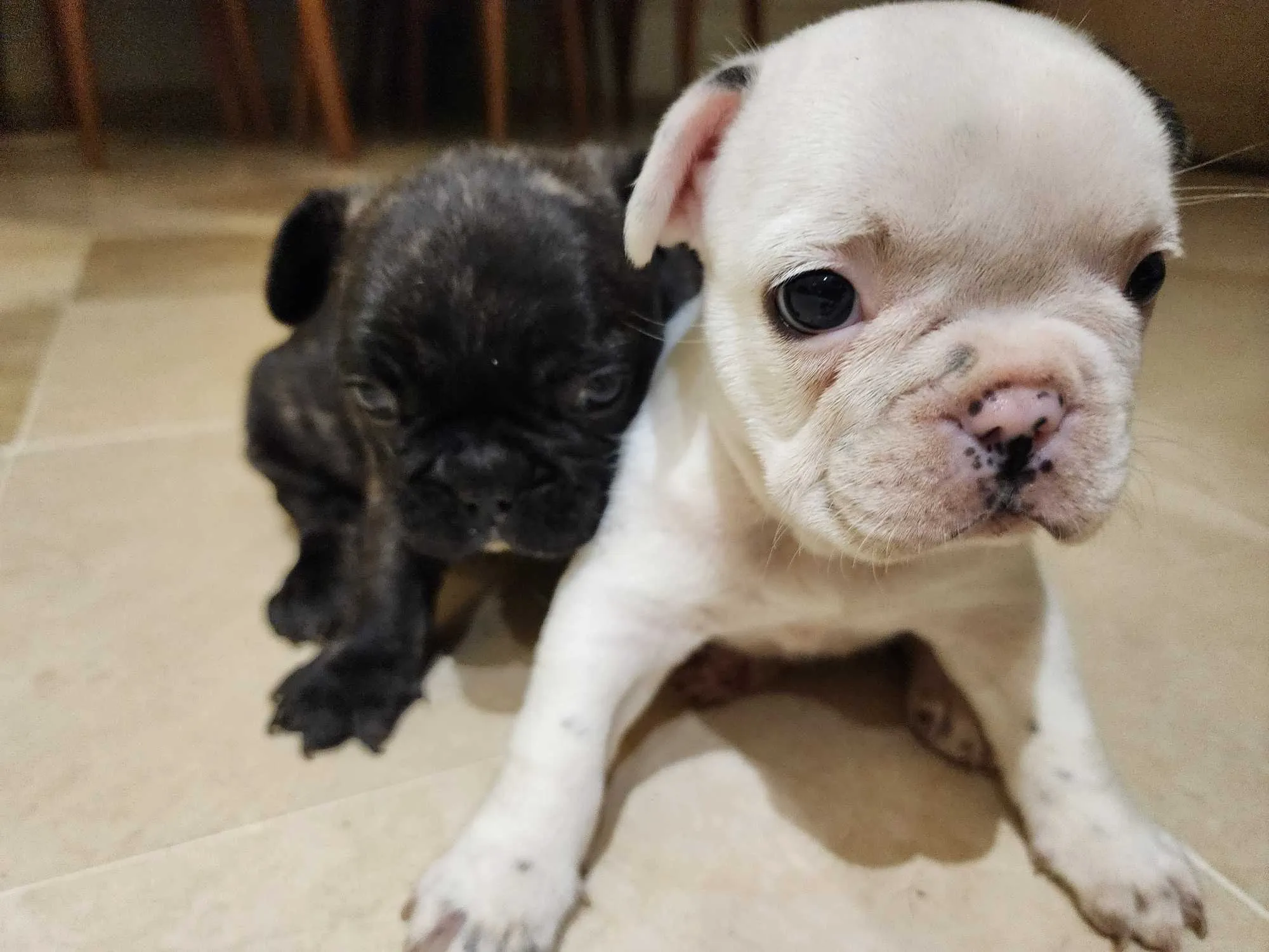 Un tres jolie couple bulldog français 
