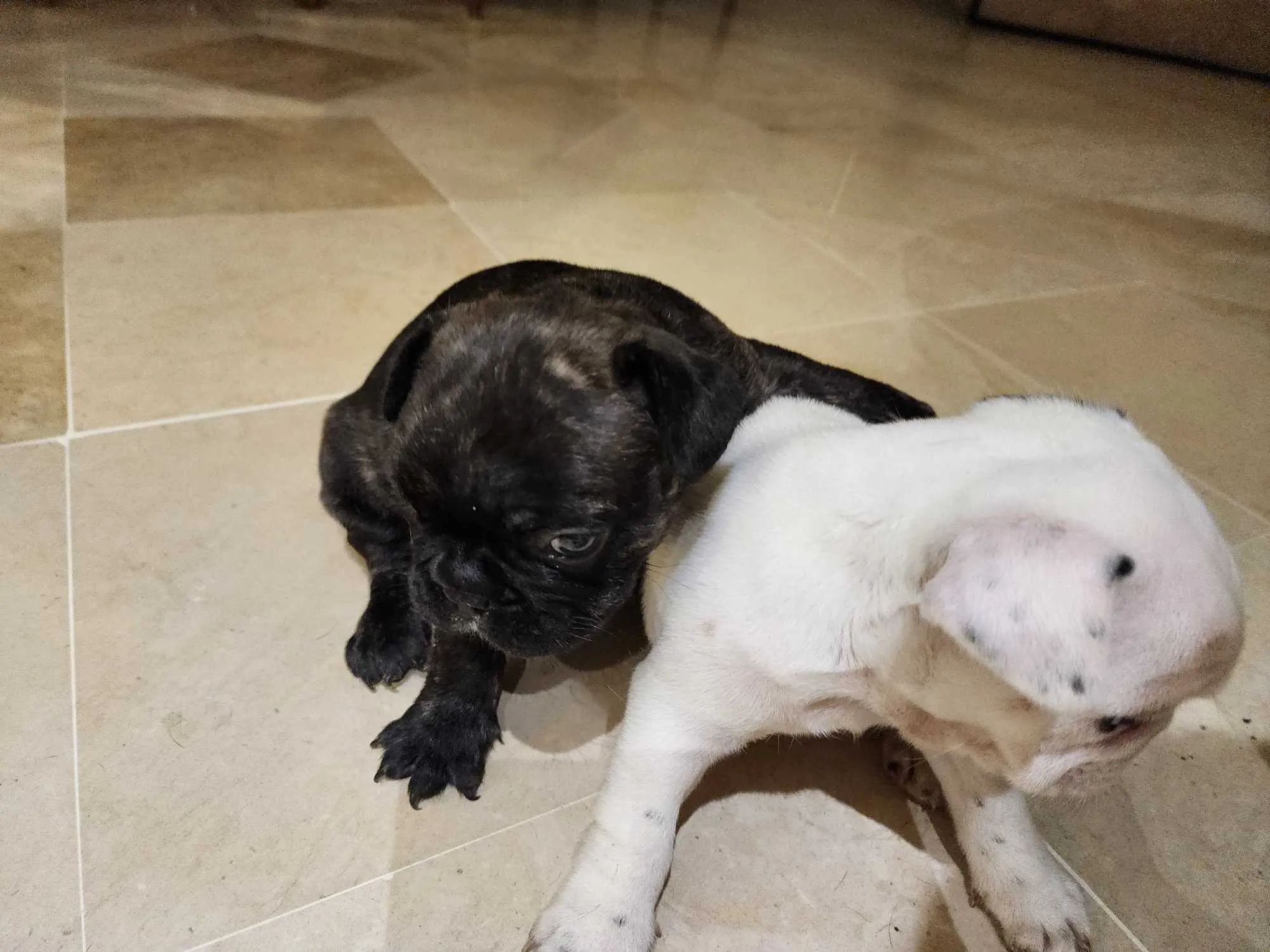 Un tres jolie couple bulldog français 