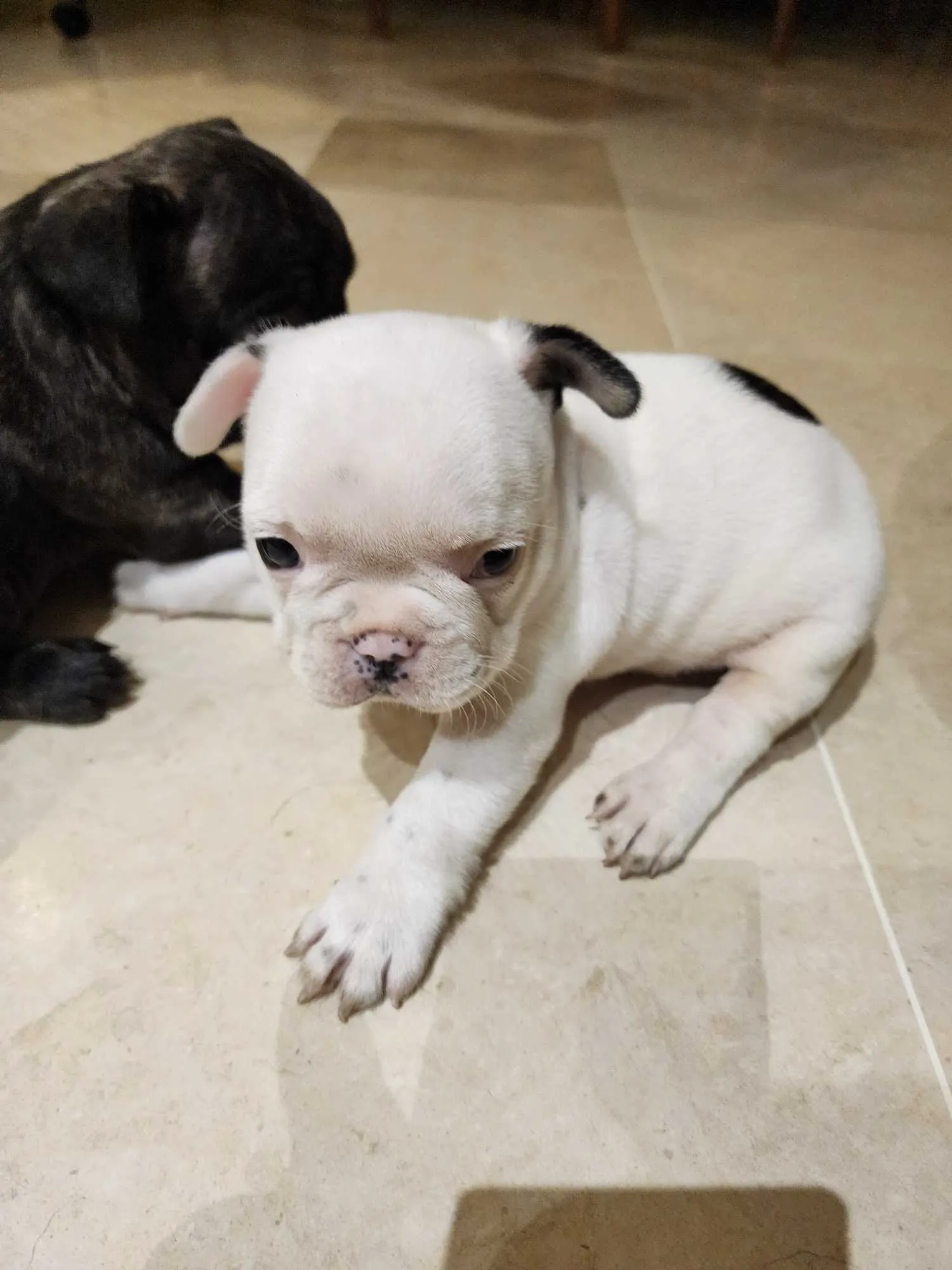 Un tres jolie couple bulldog français 