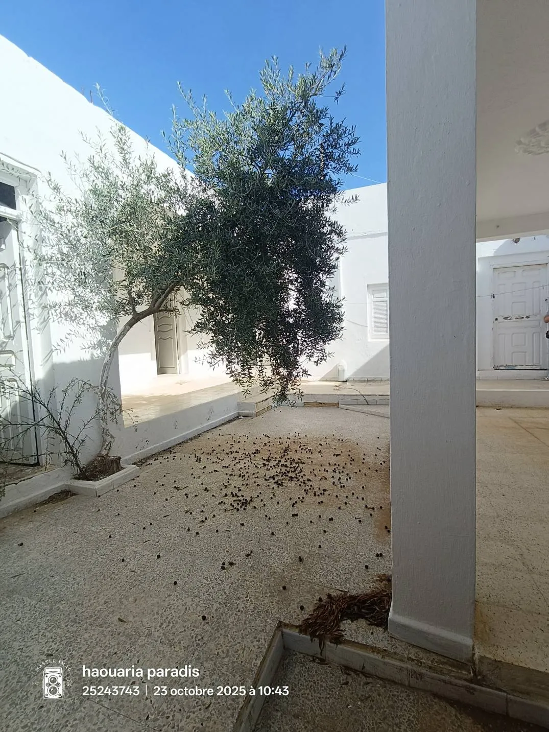 A vendre Deux maisons a elhaouaria centre ville 