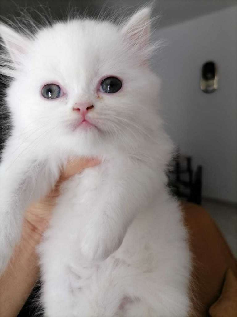 Chat angora turc poilang âgé 2 mois tél 58692102