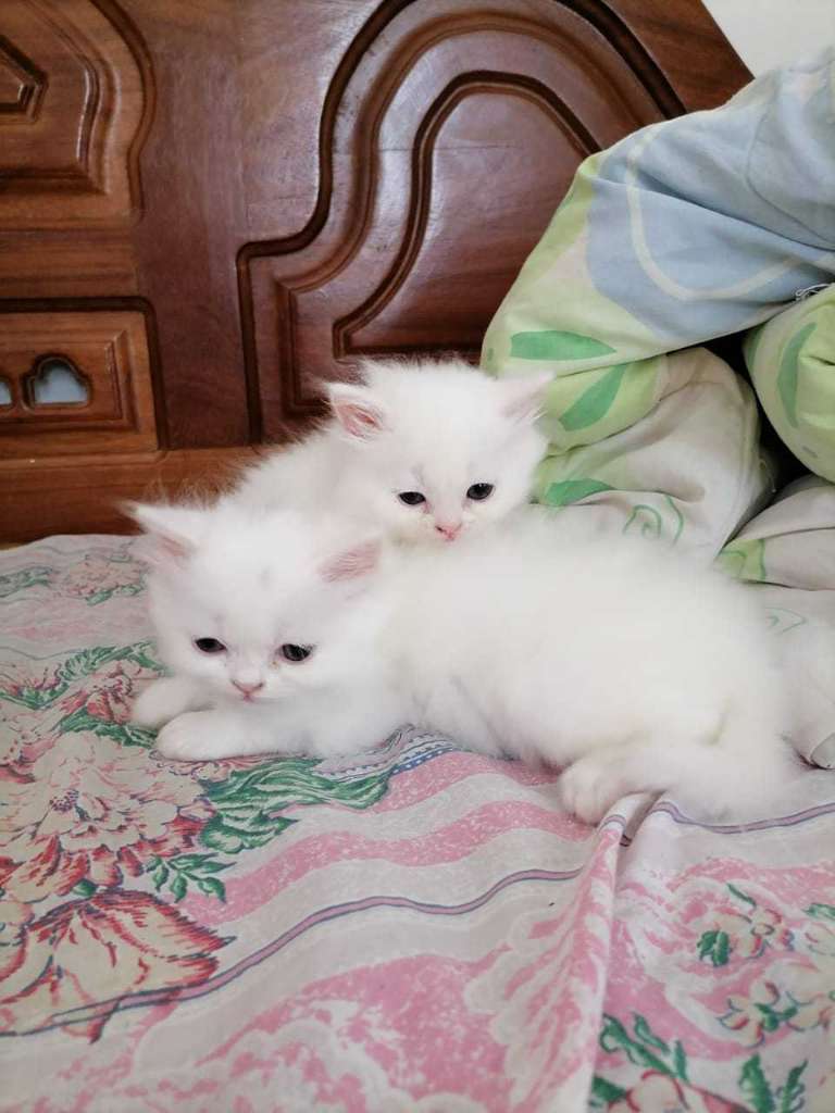 Chat angora turc poilang âgé 2 mois tél 58692102