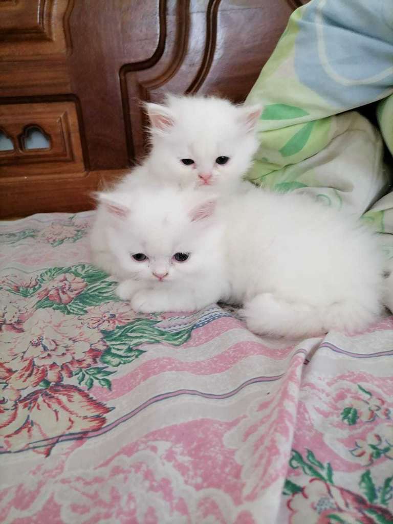 Chat angora turc poilang âgé 2 mois tél 58692102