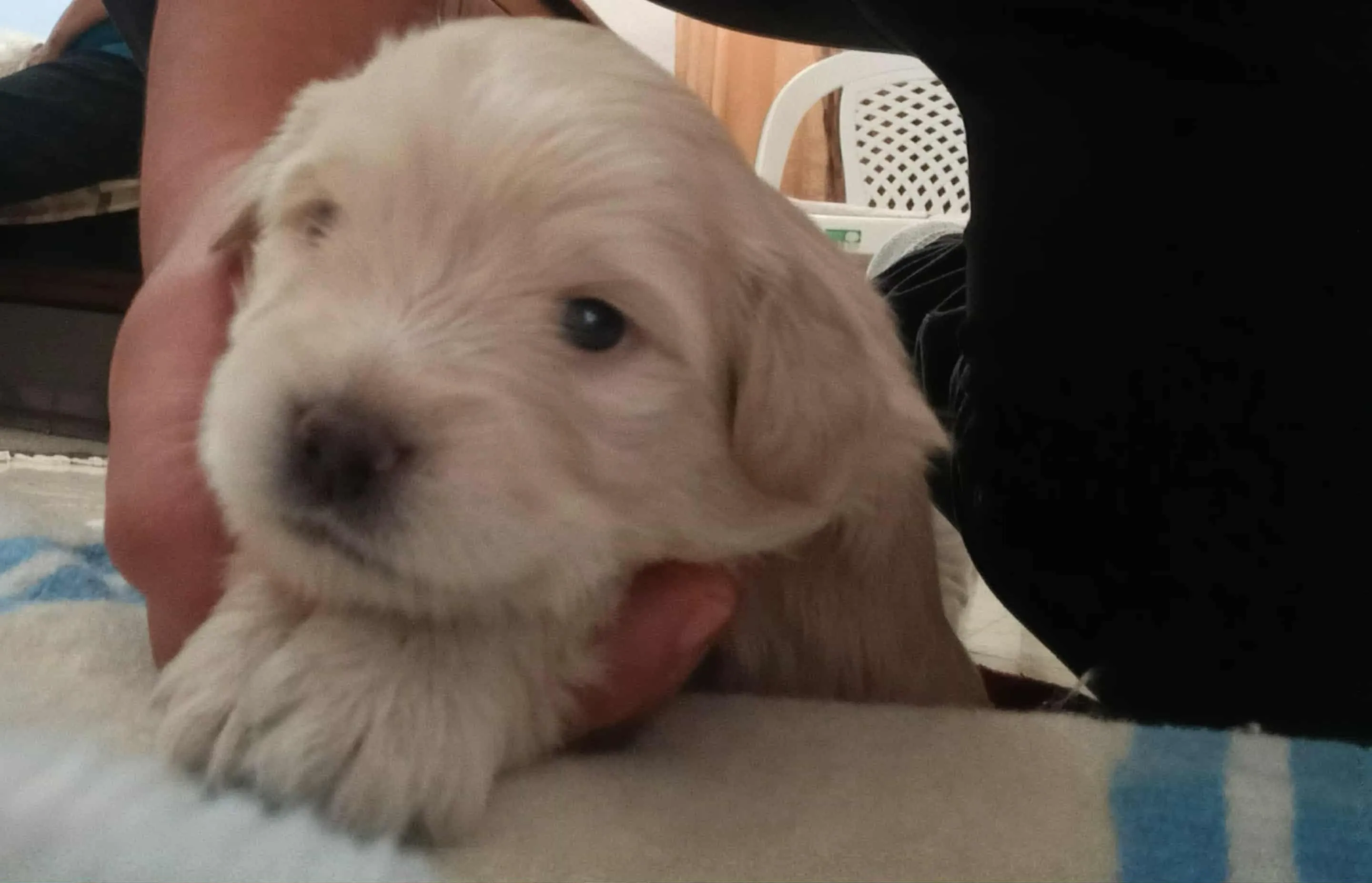 Caniche a vendre 