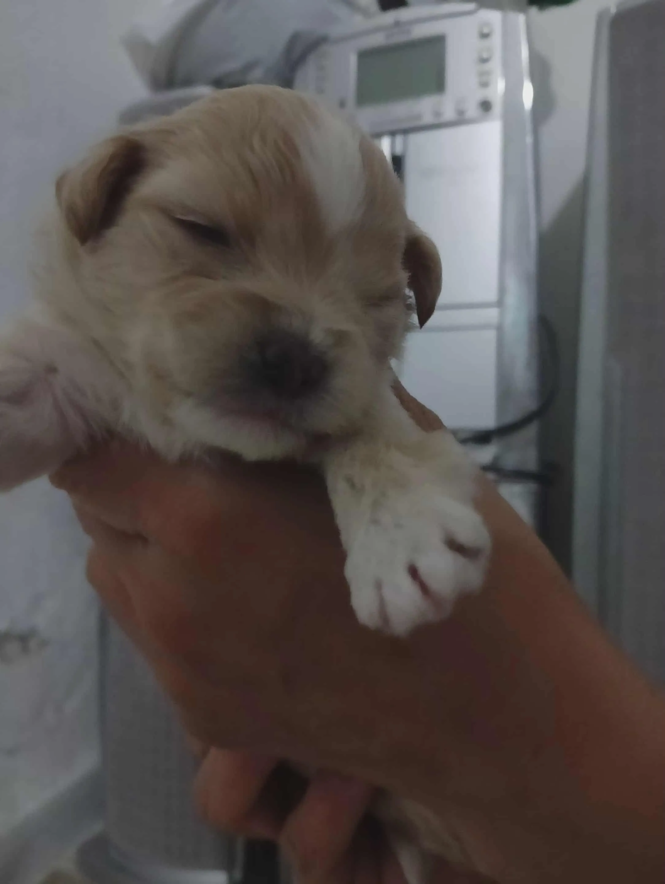 Caniche a vendre 