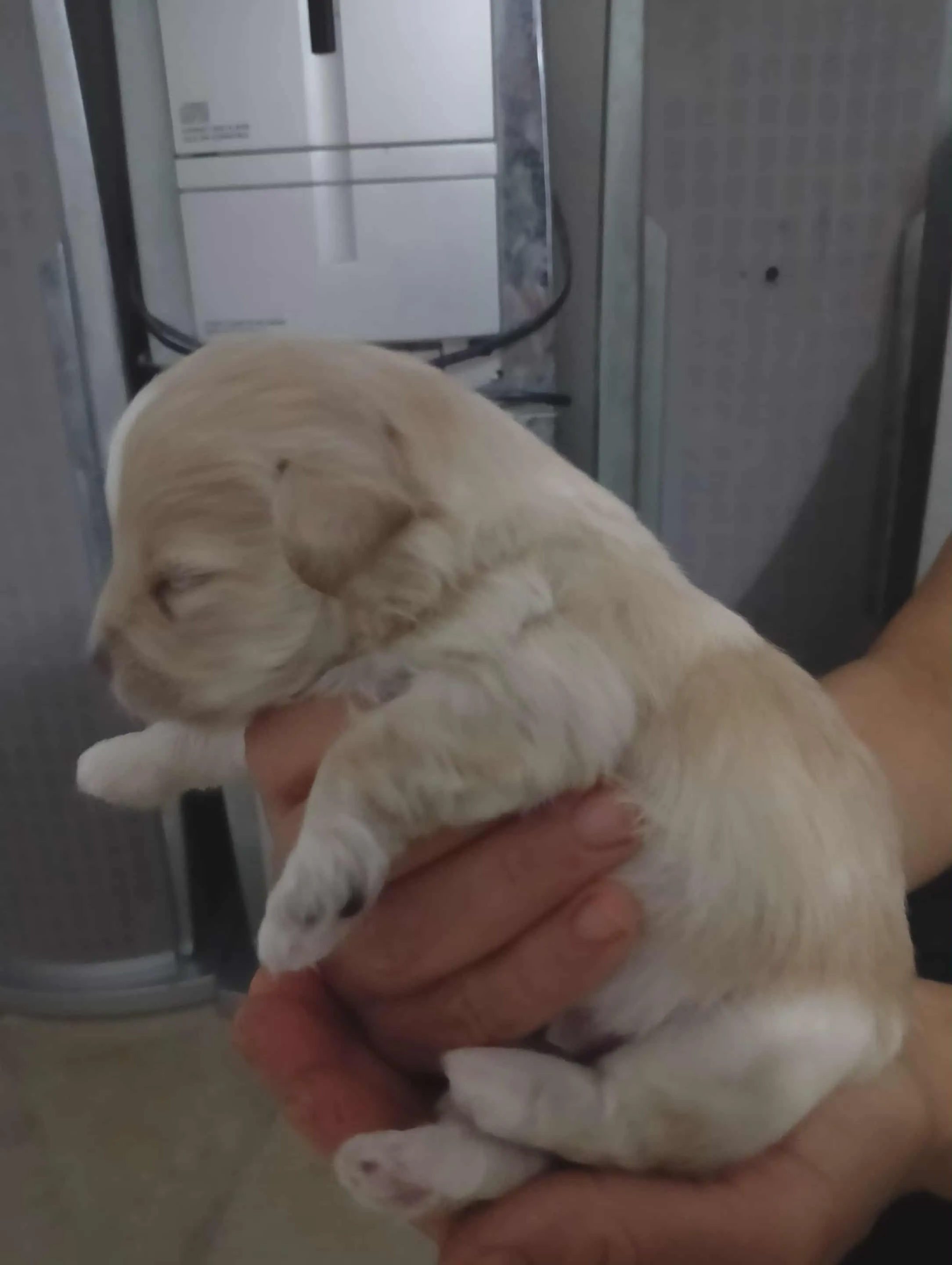 Caniche a vendre 