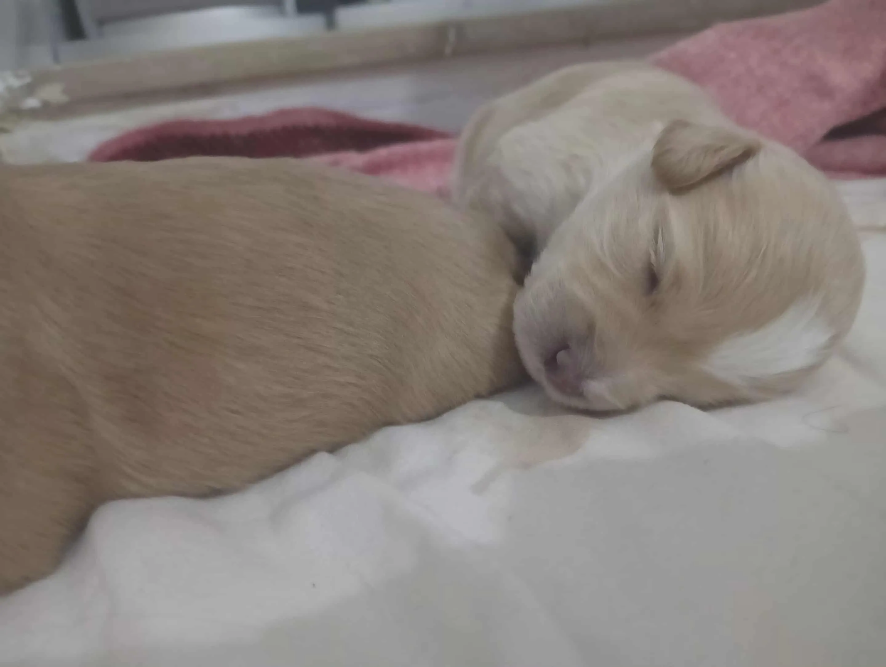 Caniche a vendre 