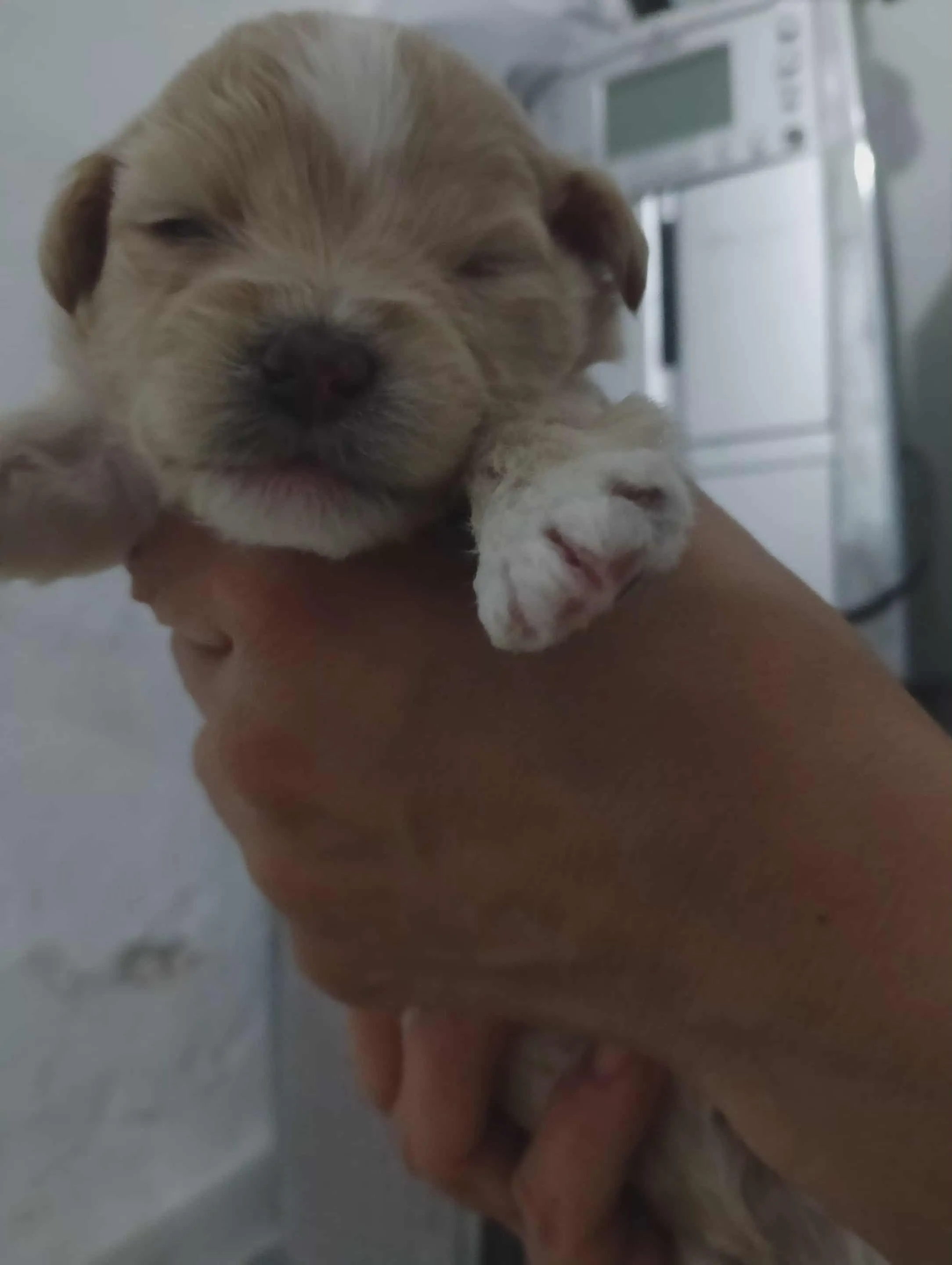 Caniche a vendre 