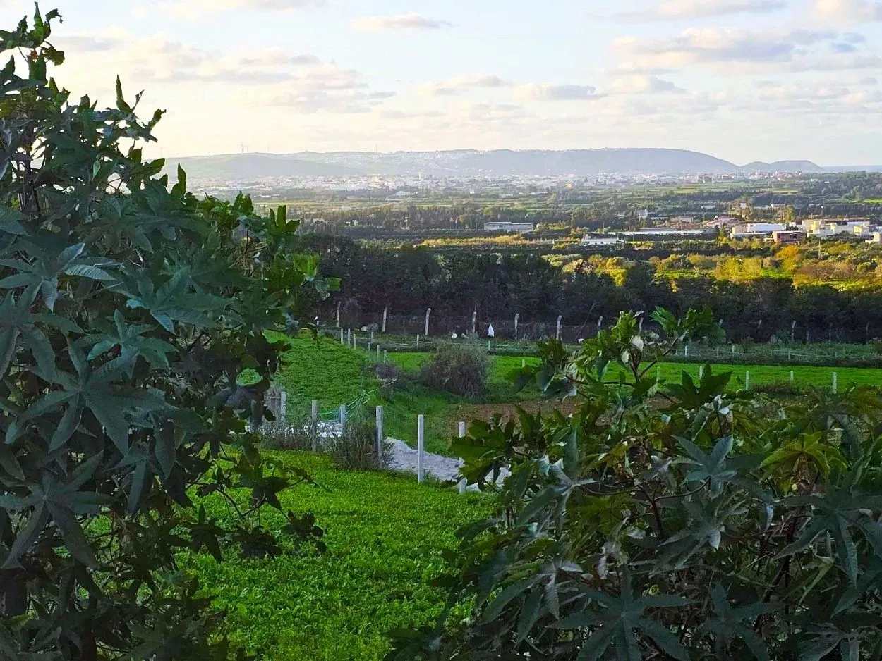 🌳Terrain 970 m2 à Rafraf Sounine - Vue Mer & Nature🌻