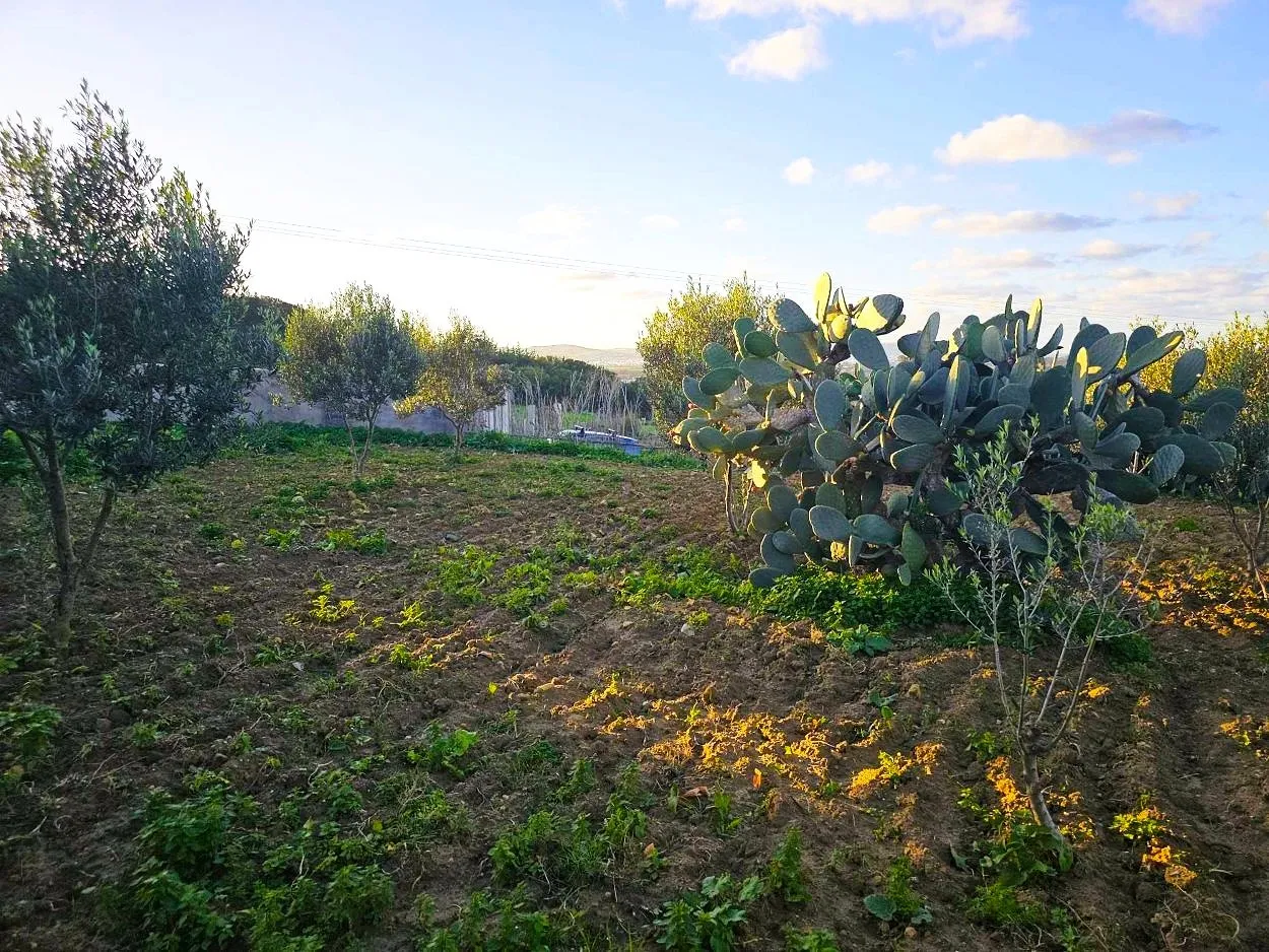 🌳Terrain 970 m2 à Rafraf Sounine - Vue Mer & Nature🌻