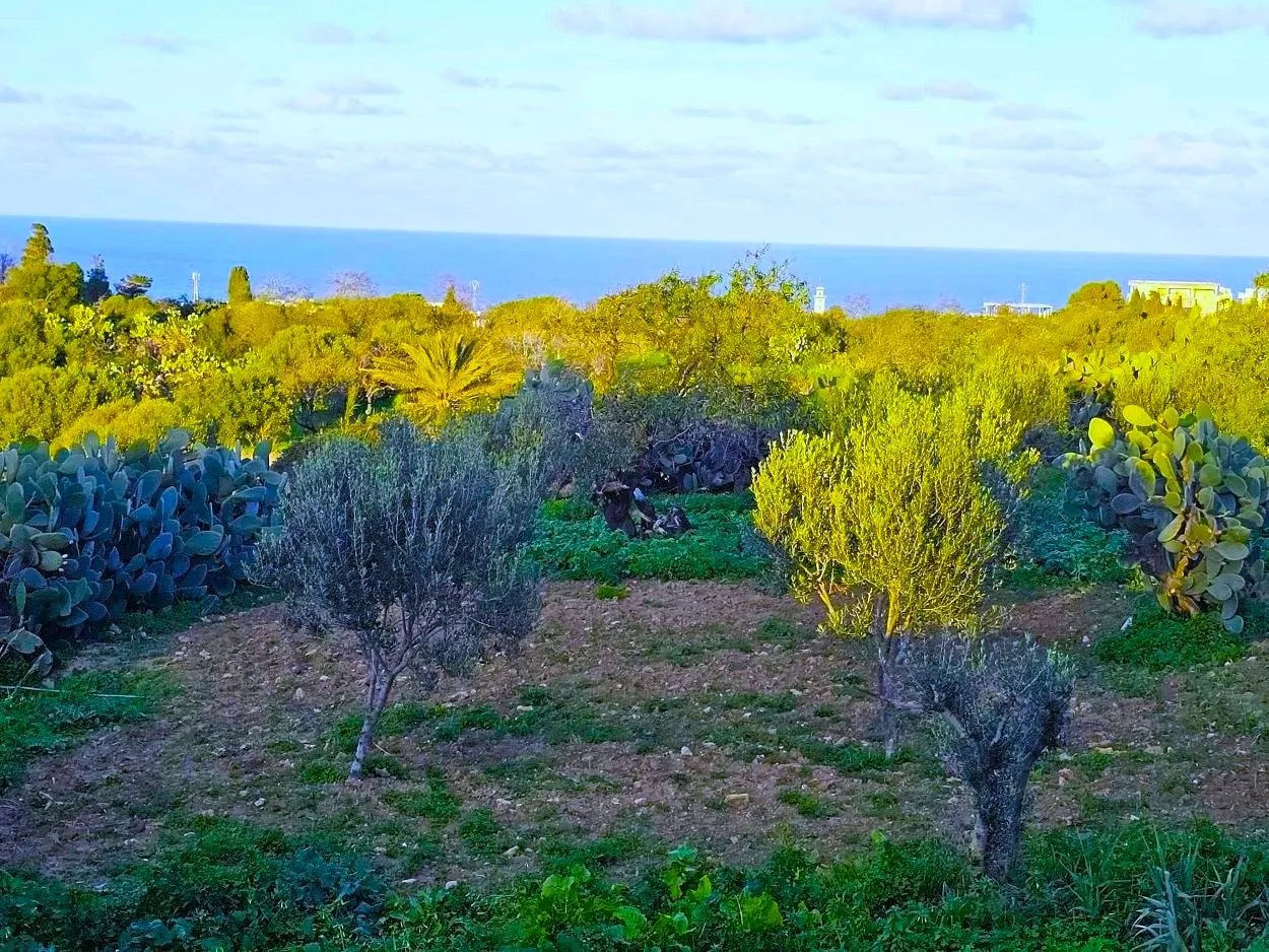 🌳Terrain 970 m2 à Rafraf Sounine - Vue Mer & Nature🌻
