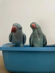 Deux magnifiques perruches à collier bleues