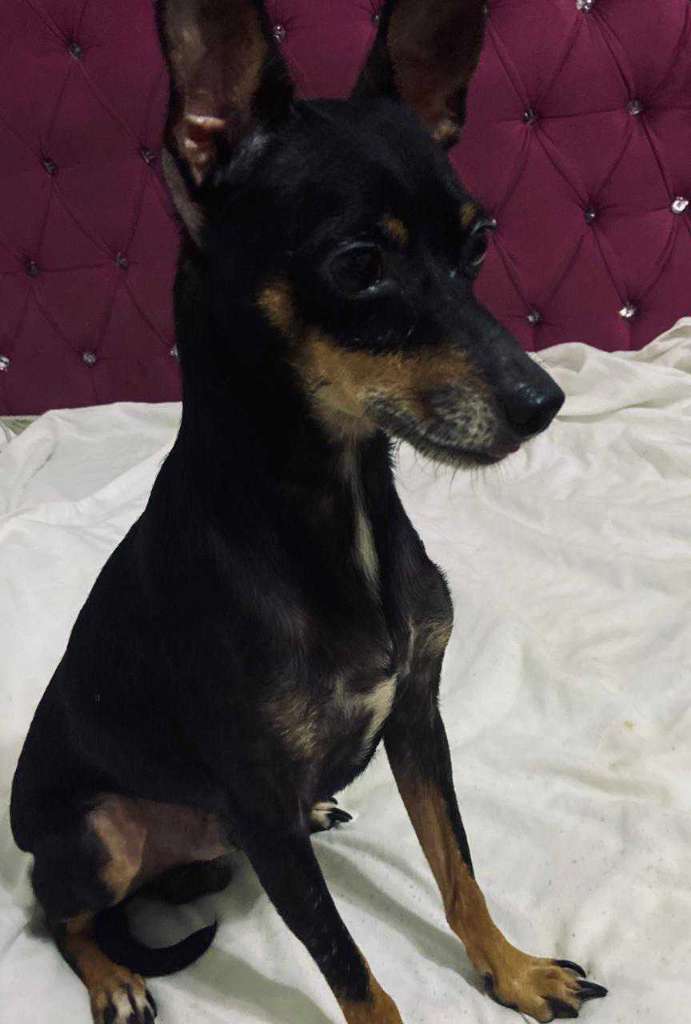 Chihuahua mâle 