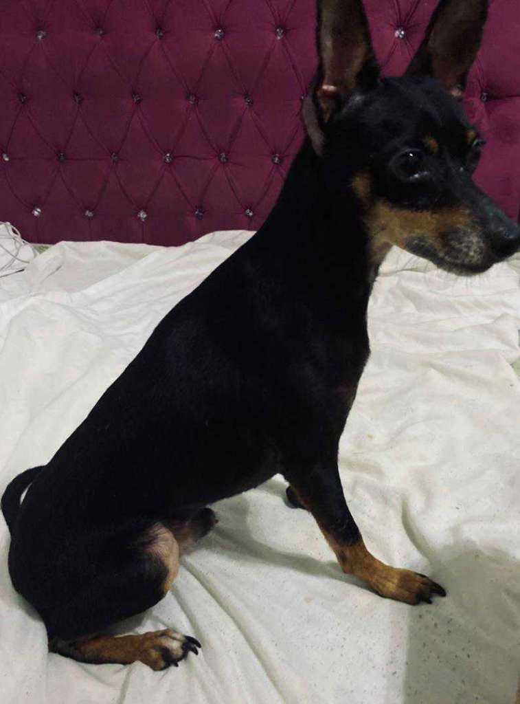 Chihuahua mâle 