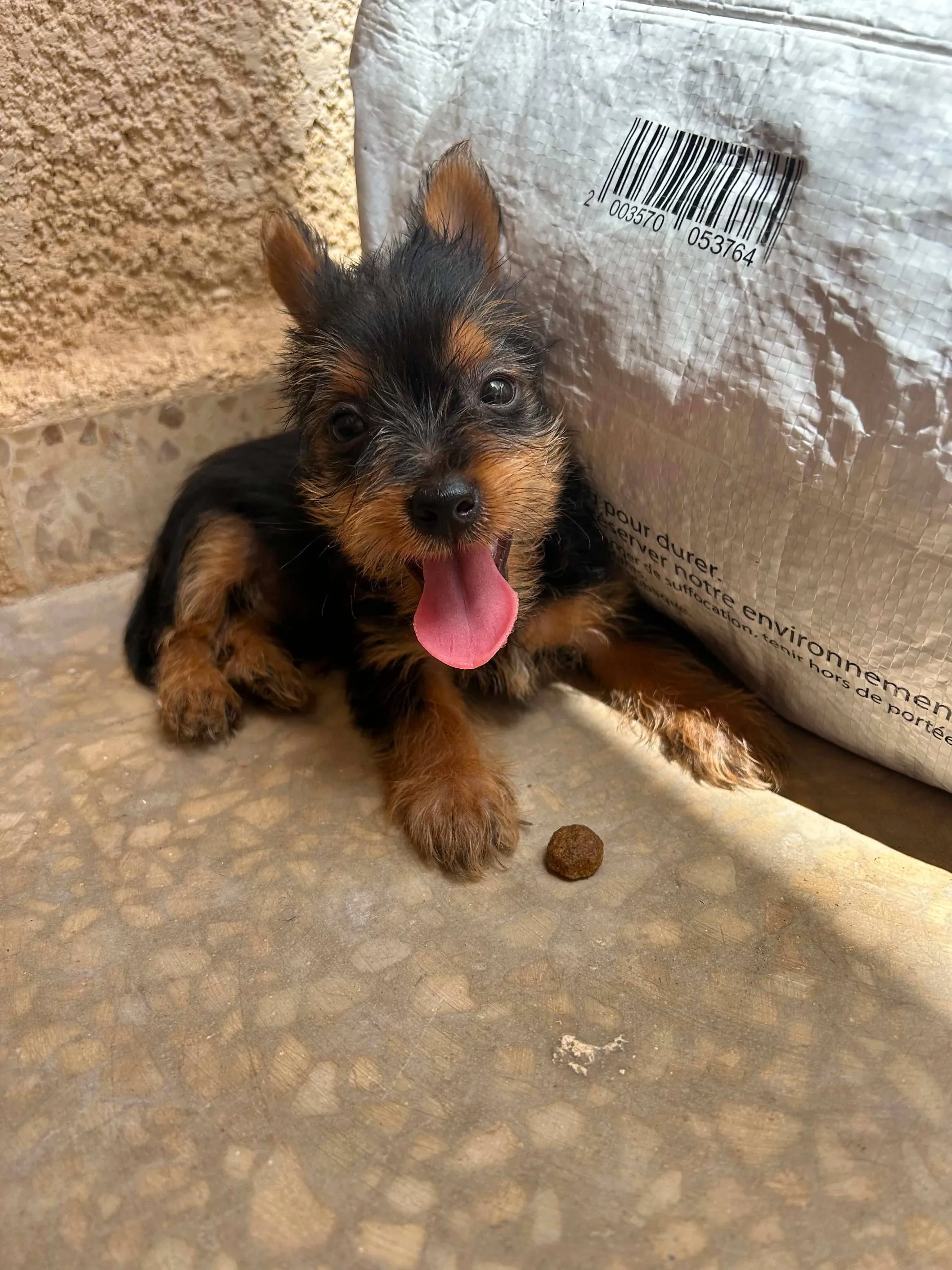 chiots Yorkshire