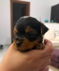 chiots Yorkshire