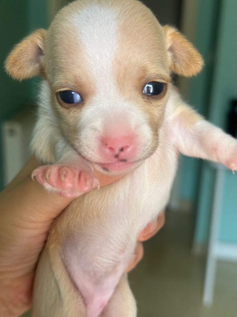 Chihuahua à vendre