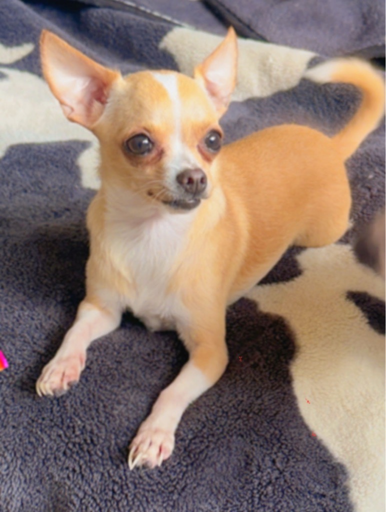 Chihuahua à vendre