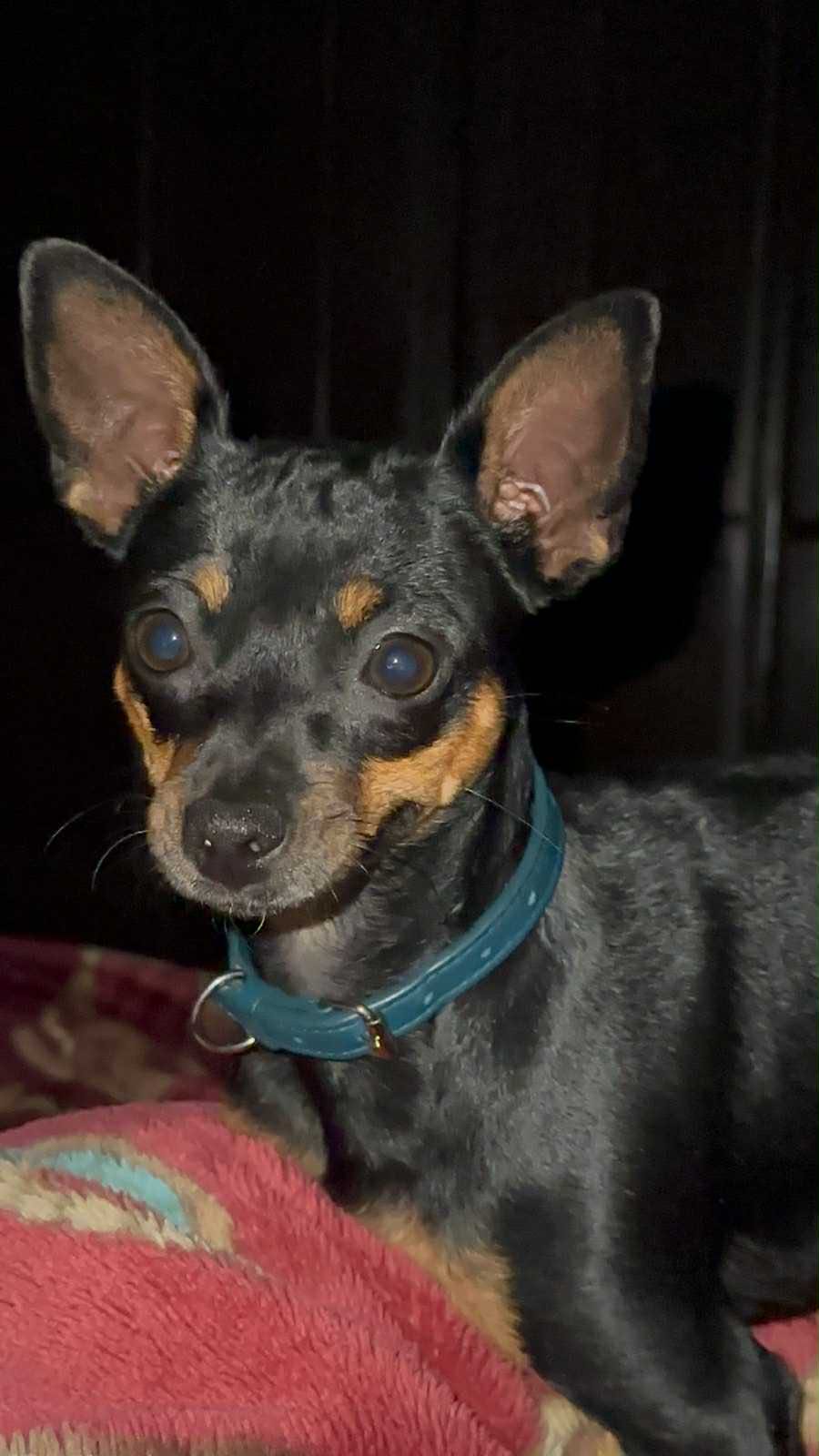 Chihuahua pincher
