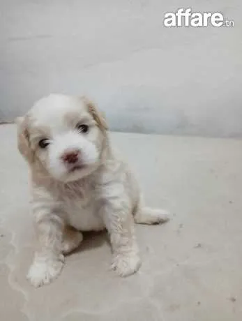 Caniche a vendre