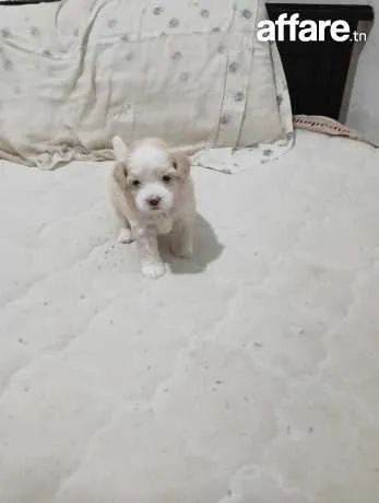 Caniche a vendre