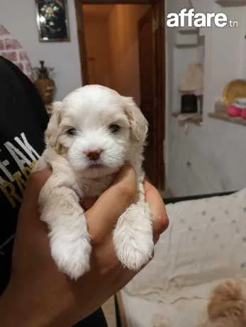 Caniche a vendre
