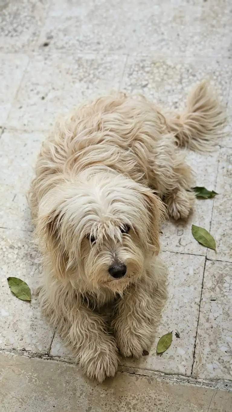 🐶 Bichon Maltais
Je mets en vente mon Bichon Maltais, âgé de 5 ans, en bonne santé vacciné .
