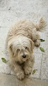 🐶  Bichon Maltais

Je mets en vente mon Bichon Maltais, âgé de 5 ans, en bonne santé vacciné .