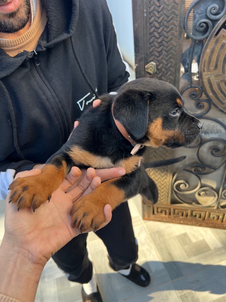 Chiot Rottweiler race pure cherche famille