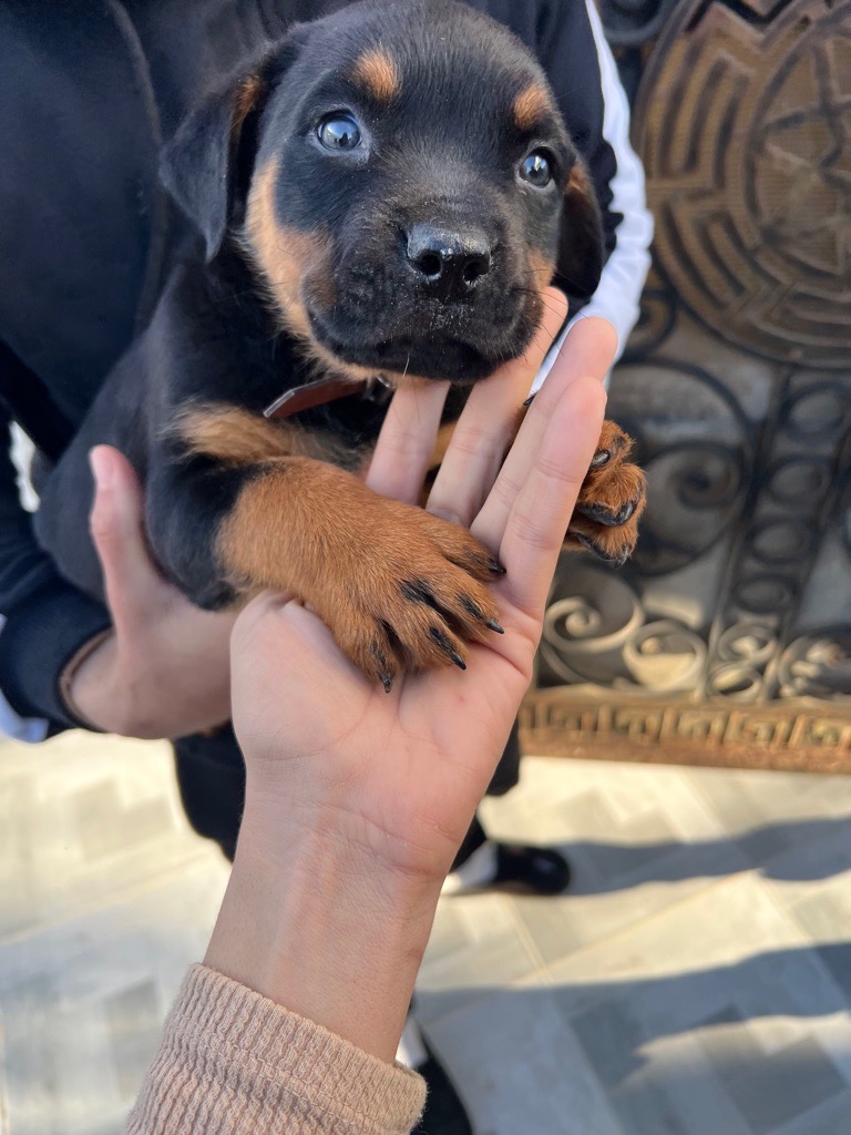 Chiot Rottweiler race pure cherche famille